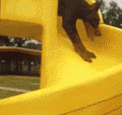 Two Dogs, One Slide