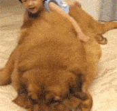 Gentle Giant Tibetan Mastiff