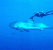Free Diver Riding A Great White Shark