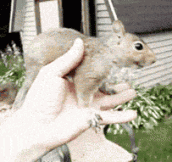 A Friendly Squirrel