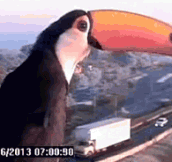 A Toucan Finds A Traffic Cam