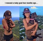 Rescuing A Baby Goat