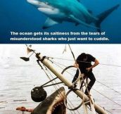 Sad Misunderstood Shark