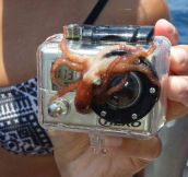 Photobombing Level: Octopus