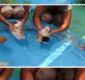 Guinea Pigs’ First Swimming Lesson