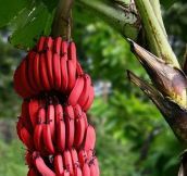 Red Bananas Exist
