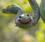 Tree Frog Hitches A Ride On A Python