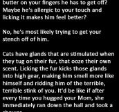 An Adorable Cat Behavior With A Shockingly Evil Explanation. I Did Have A Suspicion.