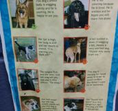 Learn To Read A Dog’s Body Language