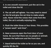 Most People Don’t Realize This Is How You Clean A Cat.