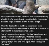 She Told The Chimp She Had Lost Her Baby. What The Chimp Did Next Was Unexpected.