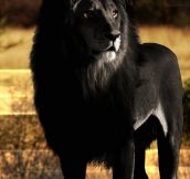Black Lion Looks Amazing