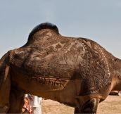 Beautiful Camel Shearing