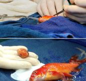 George The Goldfish And His Surgery