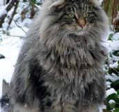 A Beautiful Norwegian Forest Cat