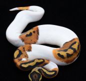 A Python With A Piebald Mutation