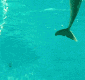 Dolphin Playing With Air