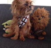 Dog In Chewbacca’s Cosplay