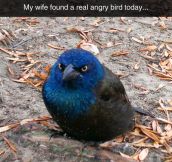 This Guy Is A Real Life Angry Bird
