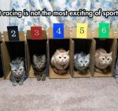 Cat Racing Is Not That Amazing