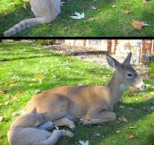 Deer And Cat Are Morning Friends
