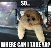 Derp Dog Taxi Driver