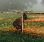 Donkey On A Fence