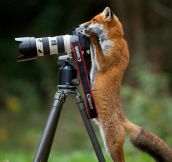 Fox With A Photography Degree