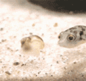 Baby Puffer Fish Are So Inquisitive