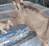 A Kitten Meets A Donkey For The First Time