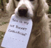 My Ice Bucket Challenge