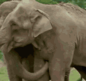 Elephants Reunited After 22 Years