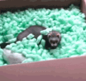 Ferrets Are Like Snake-Cats