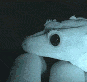 Lizard’s Eye Dilating