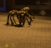 Giant Spider On The Hunt