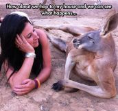 Suave Kangaroo Knows How To Charm A Lady
