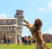 Tourist Dog Goes To Italy
