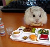 Tiny Hamster Enjoying A Tiny Nutritious Lunch