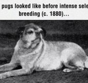 Pugs Before Selective Breeding