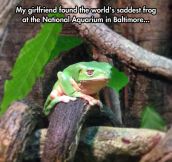 The Saddest Frog I’ve Ever Seen