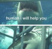 Sharks Aren’t Always Bad