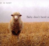 Sheep Love