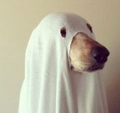 17 Clever and Funny Costume Ideas For Your Pet…