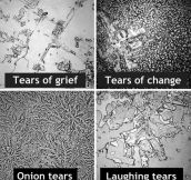 The Composition Of Tears Can Tell Us A Lot