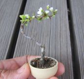 Tiniest Flowering Tree