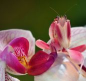 Camouflaged Orchid Mantis