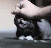 Ultimate Derp Cat
