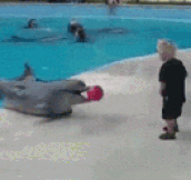 Dolphin And Kid Having Fun