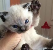 Put Me Down Or I’ll Claw Your Eyes Out With My Tiny Paws
