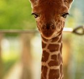 Unamused Baby Giraffe
